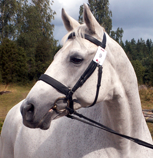 Fjodor x (50 % ox), e. Cashmir ox – ue. Tammerfors xx. Foto: Anki Lundberg