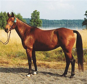 Flame x (50 % ox), sto brun född 1993 (e. Eldorado ox 831 – u. Miss Forsyte xx e. Pan xx). Uppfödare: Lena Bengtsson, Stensnäs Anglostuteri i Bor, Småland.