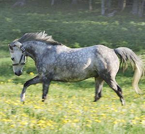 Foggy Time x (50 % ox), valack, skimmel, född 2000 (e. Oldtimer xx – u. Fajka ox e. Rousseau ). Ägare: Sophie Warnie de Humelghem, Östersund. Foto: Sophie Warnie de Humelghem.