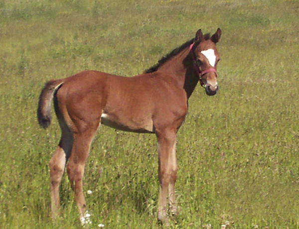 Golden Tiara x (25 % ox), sto född den 1 juni 2009, (e. Mandrake el Mago xx – u. El Emi x 50 % ox e. Exelsjor ox). Uppfödare: Christina Eriksson, Tomelilla, Skåne.