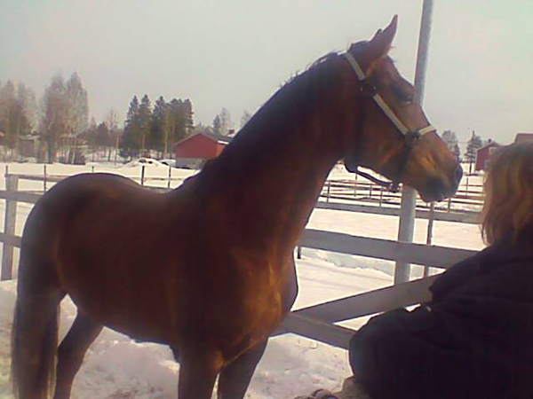 Golonito x, valack brun född 2006, e. Ebonit S-Sh-5 (shagya-arab) – u. Golden Furlong xx. Ägare: Duttan Mattsson, Älvdalen, norra Dalarna.