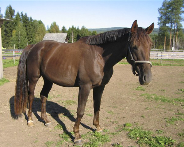 Golonito x , fux valack född 2006 (e. Ebonit – u. Golden Furlong xx e. Little Wolf xx GB). Mkh: 159cm (3 år). Uppfödare: Anneli Larsson, Sollerön. Ägare sedan 2009 är Duttan Mattson, Älvdalen. Foto: Duttan Mattson, 15 september 2009.