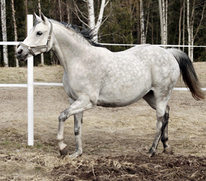 Grace x (50 % ox), sto, (e. Mustang ox 839 – ue. Royal Conductor xx) i Piteå, Norrbotten. Foto: Anki Lundberg.