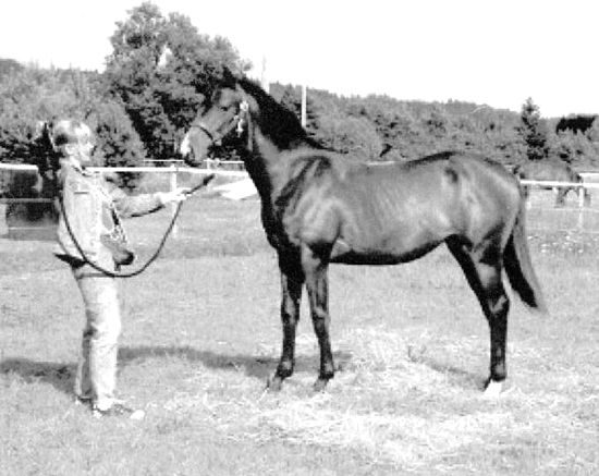 Happiness H x (30,13 % ox), sto brun född 2003 (e. Business x – u. Hägnens Eurydike x e. Kings Bonus xx).
Stoet är 1 år på bilden. Uppfödare: Pia Jorunger, Ullared.