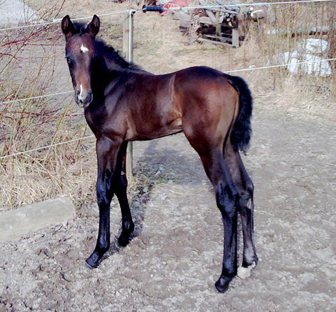 Concorde x (14,505 % ox), hingst mbr född 10 april 2009 (14,505 % ox) (e. Business – u. Spitfires Engine xx e. Lyphaizia xx). Uppfödare: Lena Gävert. Foto: Stefan Holmén.
