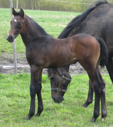Concorde x (14,505 % ox), hingst mbr född 10 april 2009 (14,505 % ox) (e. Business – u. Spitfires Engine xx e. Lyphaizia xx). Uppfödare: Lena Gävert.