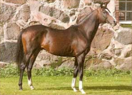 Homme d'Honneur xx 1055 godkänd för angloavel, brun, mkh: 165 cm, AB-premierad, (e. Saddler´s Wells USA – u. Luth de Saron FR e. Luthier FR). Uppfödare: Marylands Stud, Frankrike.