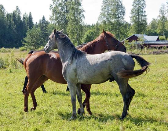 Idomeneo x (50%), hingst skimmel född 6 juni 2007 (e. El Glaz ox – u. Epsom Dream xx e. Salse xx). Uppfödare: Isabella Nina Jonsson, Vallsta. Ägare: Maria Mårtensson, Rengsjö, Bollnäskommun i Gävleborgslän. Idomeneo x på bete i Ulva juli 2009. Foto: Elisabeth Axelsson.
