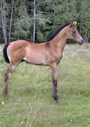 Anglohingstföl född 12 juli 2009 (e. Elcatero ox – u. Ilmenite xx GB e. Petong GB). 3 veckor på bilden. Uppfödare: Anna-Karin Myrin, Järlåsa, Uppsala län. Ilmenite xx GB har sprungit in 335 800 kronor på galoppen. Resultat: 62 starter, placeringar: 8-12-7. Ilmenites uppfödare: Red House Stud, Storbritannien. Foto: Myrin, 31 juli 2009.