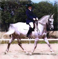 Izadora x, sto, efter Zamiar ox.