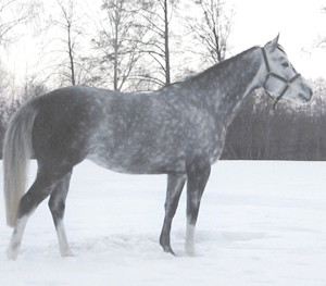 Jodie (25 % ox) sto skimmel född 1998, e. Blue Grenadier xx 818 GB – u. Jolene x (50 % ox) e. Pargos ox. Uppfödare och ägare: Gudrun Gustavson. Foto: Gudrun Gustavson.