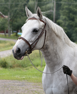 Jodie x (25 % ox), sto skimmel född 1998 (e. Blue Grenadier 818 GB – u. Jolene x e. Pargos ox). Uppfödare och ägare: Gudrun Gustavson, Ljungsbro, Östergötland. Foto: Kenth Konradsson, 12 juli 2009.