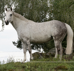 Jodie x (25 % ox), sto skimmel född 1998 e. Blue Grenadier 818 GB – u. Jolene x (50 % ox) e. Pargos ox. Uppfödare och ägare: Gudrun Gustavson, Ljungsbro, Östergötland. Foto: Kenth Konradsson, juli 2009.