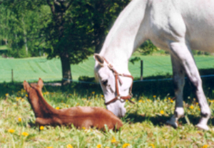 Stoet Jolene x (e. Pargos ox – u. Miss Forsyte e. Pan xx) med fölet Jodie x (e. Blue Grenadier xx). Foto: Gudrun Gustavson