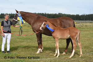 Kalinka des Carrieres AA med Niklaz AA e Fango In
                Blue