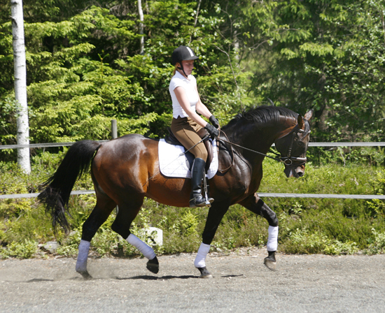 Kilroy AA (50 % ox) e. Danser ox – u. Miss Forsyte xx e. Pan (e. Carnoustie) rids av Hanna Fält hemma på ridbanan i Bor den 7 juni 2008. Foto: Anki Lundberg.