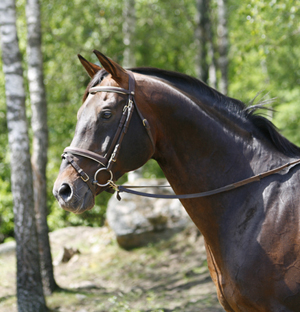 Kilroy AA (50 % ox) e. Danser ox – u. Miss Forsyte xx e. Pan (e. Carnoustie), 7 juni 2008. Foto: Anki Lundberg.