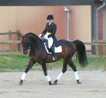 Martina Andersson och anglohingsten Kilroy (50 % ox) på hingstvisning på Hästak, maj 2008.