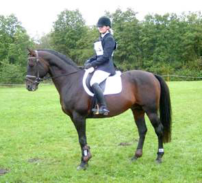 Kilroy x AA (50 % ox), född 1990, brun, 160 mkh, B-premierad, e. Danser ox – u. Miss Forsyte xx e. Pan (e. Carnoustie). Uppfödare & ägare: Stensnäs Anglostuteri, Bor.