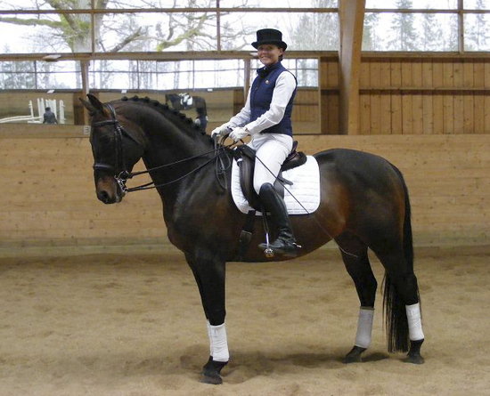 Kilroy x AA (50 % ox), född 1990, brun, 160 mkh, B-prem, e. Danser ox – u. Miss Forsyte xx e. Pan (e. Carnoustie). Ryttare: Martina Andersson. Uppfödare & ägare: Stensnäs Anglostuteri, Bor. Foto: Lena Bengtsson.