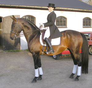 Martina Andersson och anglohingsten Kilroy (50 % ox) på hingstvisning på Hästak, maj 2008.