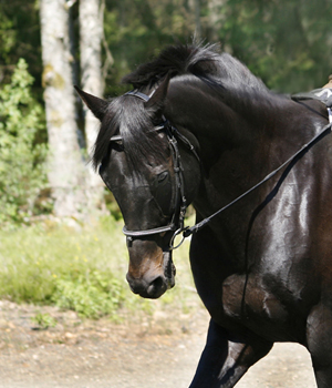 King Size x (25 % ox), svartbrun, mkh: 170 centimeter (e. Kilroy x – u. Road Block xx GB e. Warpath GB. Uppfödare: Stensnäs Anglostuteri, Småland. Foto: Anki Lundberg, 7 juni 2008, Småland.