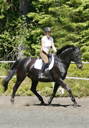 King Size x (25 % ox), svartbrun, mkh: 170 centimeter (e. Kilroy x – u. Road Block xx GB e. Warpath GB. King Size rids av Hanna Fält, 7 juni 2008. Uppfödare: Stensnäs Anglostuteri, Småland. Foto: Anki Lundberg.