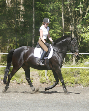 King Size x (25 % ox), svartbrun, mkh: 170 centimeter (e. Kilroy x – u. Road Block xx GB e. Warpath GB. King Size rids av Hanna Fält, 7 juni 2008. Uppfödare: Stensnäs Anglostuteri, Småland. Foto: Anki Lundberg.