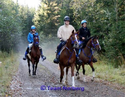 KM 10 oktober 2009 i Värmland. Tre Elcatero-avkommor: Shatero (brun med stjärn ), El Sobra (fux med bläs) och Barrax (brun med bläs). Shatero ägs av Alexandra Norberg, Storfors, Värmland. Shatero ox, brun valack född 2000 (e. Elcatero – u. Shananaa e. Figaro). Foto: Team Norberg.
