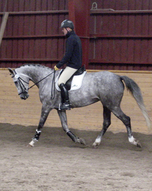 Kon-Tiki x (64,505 % ox), sto född 2004 (e. Business x – u. Geili ox e. Dworak ox) vann sinn klass på öppna championatet, Plönninegymnasiet. Uppfödare: Emma Wanér, Växjö. Ägare: Ann Gyllenswärd, Växjö. Foto: Alicia Holmén.
