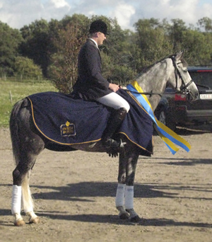 SVENSKT AVEL- OCH SPORTCHAMPIONAT I FÄLTTÄVLAN, 5–6 september 2009. Kon-Tiki x (64,505 % ox), sto född 2004 (e. Business x – u. Geili ox e. Dworak ox) vann sinn klass på öppna championatet, Plönninegymnasiet. Ryttare: Niklas Lindbäck. Uppfödare: Emma Wanér, Växjö. Ägare: Ann Gyllenswärd, Växjö. Foto: Alicia Holmén.