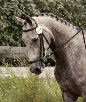 Fälttävlan i Mantorp, 15–16 augusti 2009: Kon-Tiki x har den 16 augusti 2009 på 90-fälttävlan i Mantorp med Johan Lundin som ryttare kvalat till Breeders Trophy i fälttävlan på Plönningegymnasiet den 5–6 september 2009. Kon-Tiki x (64,505 % ox), skimmel sto född 2004 (e. Business x – u. Geili ox e. Dworak). Foto: Anki Lundberg.