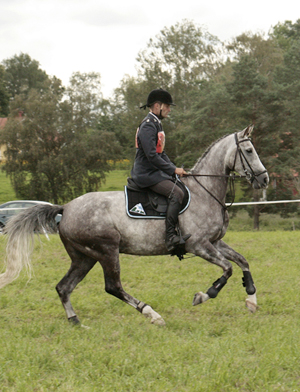 Fälttävlan i Mantorp, 15–16 augusti 2009: Kon-Tiki x har den 16 augusti 2009 på 90-fälttävlan i Mantorp med Johan Lundin som ryttare kvalat till Breeders Trophy i fälttävlan på Plönningegymnasiet den 5–6 september 2009. Kon-Tiki x (64,505 % ox), skimmel sto född 2004 (e. Business x – u. Geili ox e. Dworak). Foto: Anki Lundberg.