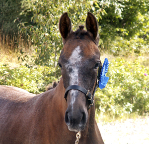 Kon-Tiki x (64,505 % ox), e. Business x – u. Geili ox e. Dworak. Foto: Anki Lundberg. Klicka här för att besöka Business webbsida.