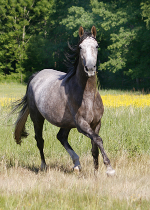 Kon-Tiki x (64,505 %), skimmel sto född 2004 (e. Business x – u. Geili ox e. Dworak). Angloriks 2008: 9,8,8,8,8,8 = 49 poäng, klass I, Best in Show, AB-premierad, gångartsdiplom, unghästchampion, meetingchampion samt vinnare av Tristans vandringspris. Uppfödare: Emma Wanér, Växjö. Foto Anki Lundberg, Växjö, juni 2008.