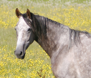 Kon-Tiki x (64,505 %), skimmel sto född 2004 (e. Business x – u. Geili ox e. Dworak). Angloriks 2008: 9,8,8,8,8,8 = 49 poäng, klass I, Best in Show, AB-premierad, gångartsdiplom, unghästchampion, meetingchampion samt vinnare av Tristans vandringspris. Uppfödare: Emma Wanér, Växjö. Foto Anki Lundberg, Växjö, juni 2008.