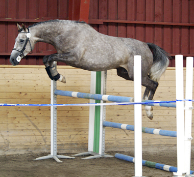 Kon-Tiki x (64,505 % ox), skimmel sto född 2004 (e. Business x – u. Geili ox e. Dworak). Angloriks 2008: 9,8,8,8,8,8 = 49 poäng, klass I, Best in Show, AB-premierad, gångartsdiplom, unghästchampion, meetingchampion samt vinnare av Tristans vandringspris. Uppfödare: Emma Wanér, Växjö. Foto: Camilla Björklund, 2008.