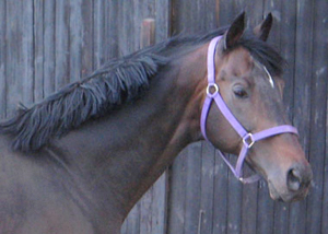 Krius xx 906, hingst brun född 1988 poäng: 88888=40, godkänd för angloavel, mkh: 168 cm, lämnar stamboksberättigade avkommor i SAAF, (e. Shirley Heihts – ue. Crowned Prince). Verkar på AI och TAI. Uppfödare: H de Walden, Newmarket, England. Ägare: Falbygdens Stuteri.