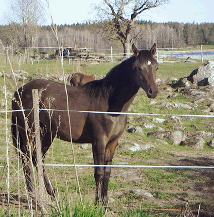 Little Sweet Star x (50 % ox), sto brun född 2004, (e. Sizzlings Saga xx – ue. Muscot ox). 1 år på bilden. Uppfödare är Marianne Blomkvist i Strängnäs.