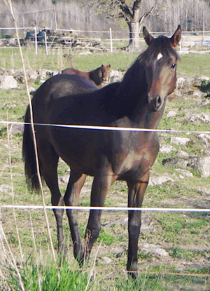 Little Sweet Star x (50 % ox), sto brun född 2004, (e. Sizzlings Saga xx – ue. Muscot ox). 1 år på bilden. Uppfödare är Marianne Blomkvist i Strängnäs.