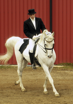 Tomas Hellberg och Luxor ox. Ekipaget har segrar och placeringar i medelsvår dressyr. Foto: Anki Lundberg. Se Luxors webbsida här.