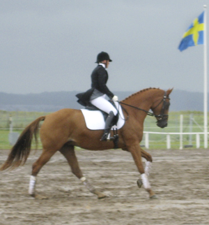 Annelie Ramnér och Morning Baronesse x (62,5 %), e. Red Baron ox – u. Morning Victory x e. Wildvogel xx. Angloriks 2006 på Elmia resulterade i 98698=40p, Klass I, Guld och Reserv Best In Show.
