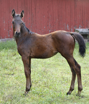 Mayflower x (25 % ox), sto född 2007, brun, e. Eighty Eight Keys xx – u. Milagra de Sotto x e. Milagro ox.