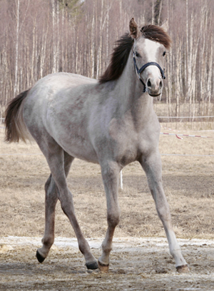 Menouette ox, sto skimmel född 2006, (e. Etman PL – u. Musette e. Etnograf PL). Uppfödare: Arvak Nord, Luleå. Foto: Anki Lundberg, Luleå 2007.