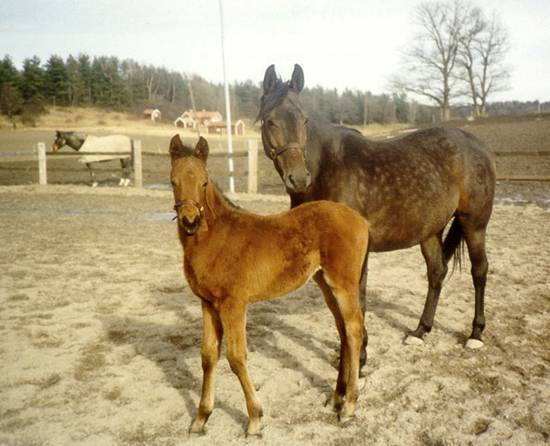 Milou x (37 % ox) brun född 1991 e. Dorpas x (25 % ox), DK DSAH – u. Mandy x (49 % ox) e. Radautz (shagya), DK DSAH. Uppfödare: Claus Thoroe, Tyskland. På bilden ses även modern Mandy. Ägare: Kurt Weingarten, Rimbo, Stockholms län. Foto: Kurt Weingarten.