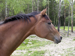 Stornäs Miqrona x (31,25%), sto född 2006, (e. San Quintero xx – ue. Elcatero ox) 2006. Uppfödare: Stefan Karlsson, Eskilstuna.