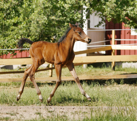 Miss Impossible x (50 % ox), brun sto född 2008, (e. Kilrox – u. Dark Lady x e. Eldorado ox). Miss Impossible är en vecka gammal på bilden. Uppfödare: Stensnäs Anglostuteri, Småland. Foto: Anki Lundberg, Bor 7 juni 2008.