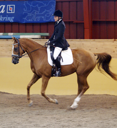 Morning Baronesse x (62,50 % ox) sto fux född 1998 (e. Red Baron ox – u. Morning Victory x e. Wildvogel xx). Angloriks 2008, gångartsbedömning:778, exteriörpoäng: 9,8,7,7,7,8 = 46. Klass I. Foto: Camilla Björklund.