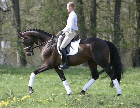 Mr Carrera xx 1123, hingst brun, född 1995, AB-premierad, godkänd för anglo- och halvblodsavel, mkh: 169 cm (e. Eighty Eight Keys xx 821 – u. Blue Record xx e. Record Token xx). 77 starter i galopp. Placeringar: 12-22-11. Prispengar: 2.213.200 SEK.