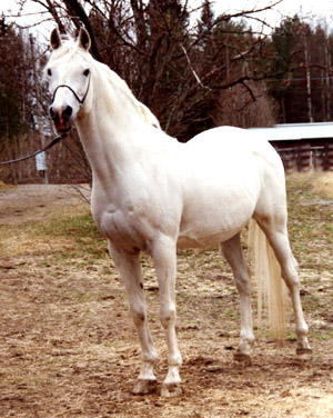 Mustang ox 839, (e. Mustafar PL – ue. Samba GB). AB-premierad för halvblods- och angloavel, 42 poäng (9,8,8,8,9). Foto: Anki Lundberg.
